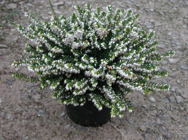 Bruyère 'White Perfection'