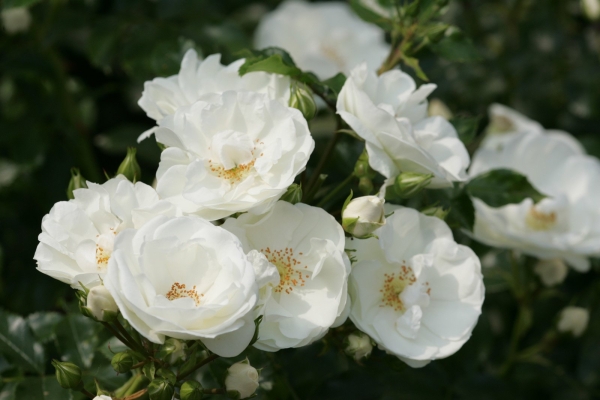 Rose Innocencia