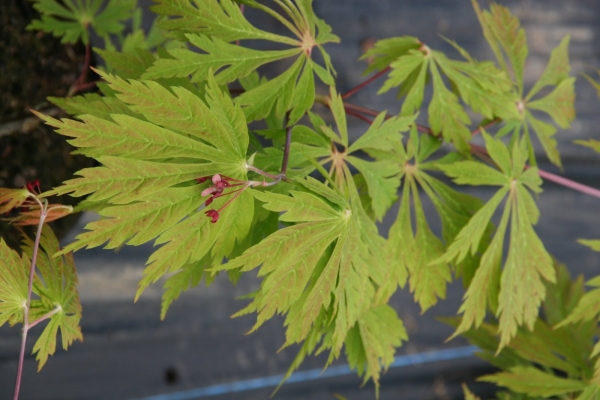 Érable du Japon à feuilles d'aconit