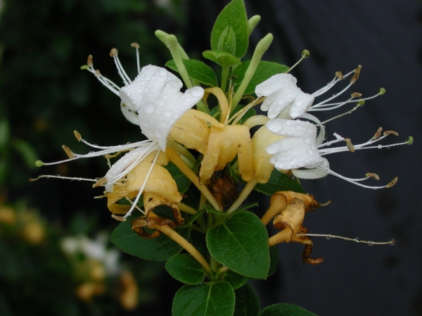 Chèvrefeuille du Japon 'Hall's Prolific'