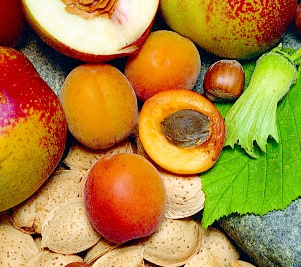 Abricotier Précoce de Saumur