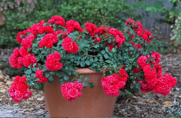 Rose noire de la Forêt