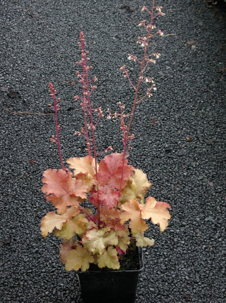 Heuchère Caramel