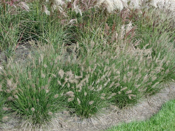 Herbe aux écouvillons Hameln